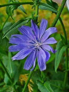 Синя Жлъчка / Цикория / стрък - Cichorium intybus L 50 гр.