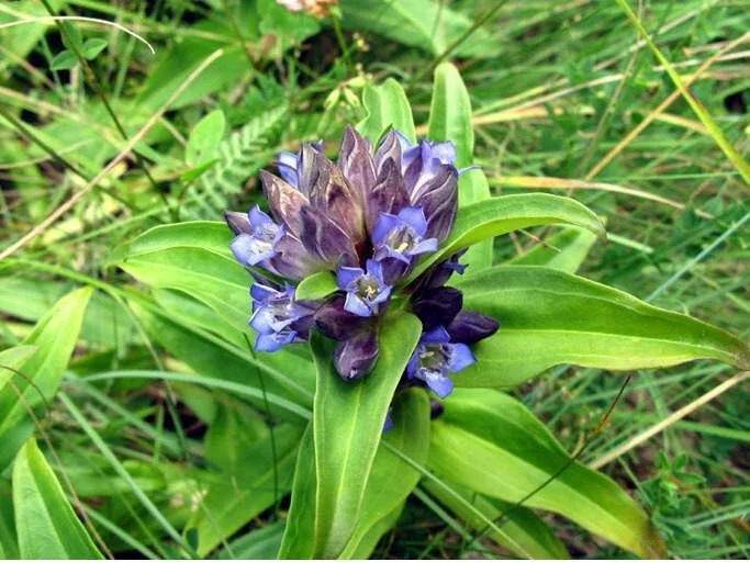 Синя Тинтява стрък - Gentiana cruciata L.- 25 гр.