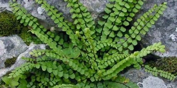 Страшниче стрък - Asplenium trichomanes L.-50 гр.