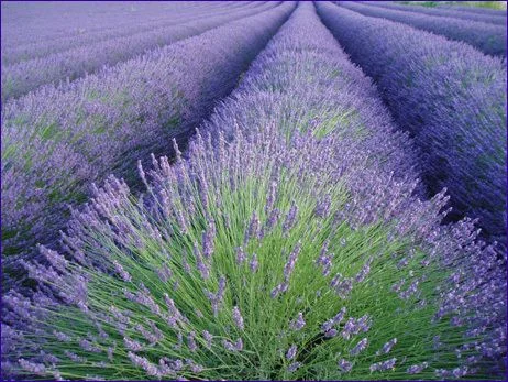 Лавандула (Lavandula spica) - цвят-40 гр.