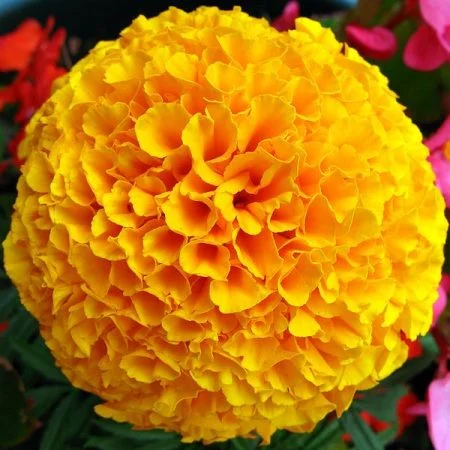 Турта (Tagetes Erecta) - цвят - 30 гр.