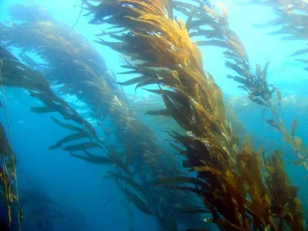 Кафяво водорасло (Phaeophyta)