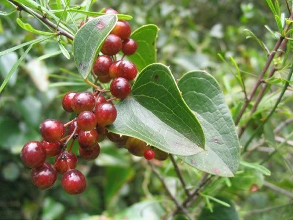 Сарсапарила (Smilax officinalis) - корен 100 гр
