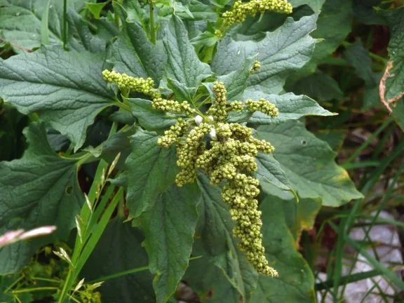 Чувен (Chenopodium bonus - henricus) - корен