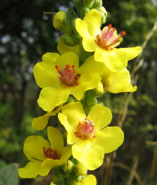 Лопен (Verbascum phlomoides) - листа 30 гр