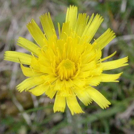 Миши уши (Hieracum pilosela L) - листа
