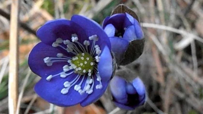Потайниче (Anemone hepatica L.) - листа
