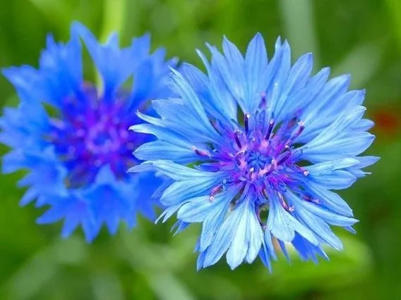 Метличина синя (Centaurea cyanus L.) - цвят-50 гр