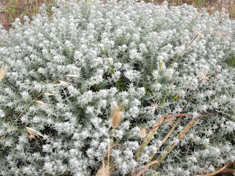 Бяло подъбиче (Teucrium polium) - стрък 30 гр
