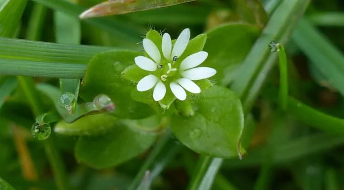 Врабчови чревца (Stellaria media) - стрък