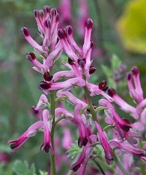 Росопас (Fumaria Officinalis) - стрък 70 гр