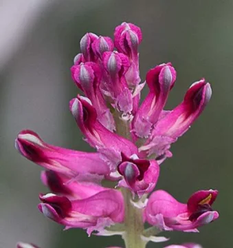Росопас (Fumaria Officinalis) - стрък 70 гр