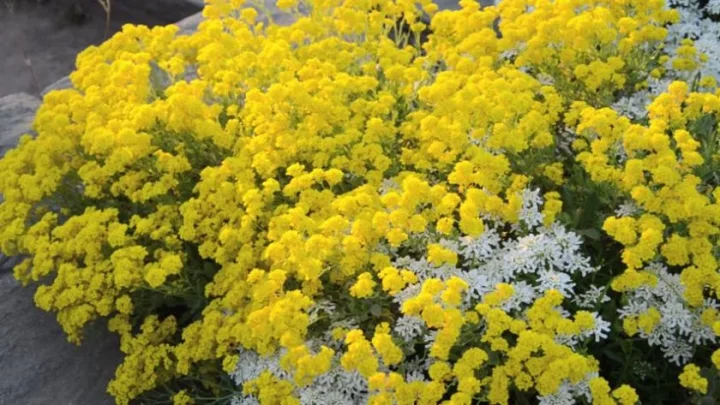 Жълт смил (Helichrysum arenarium) - цвят 50 гр