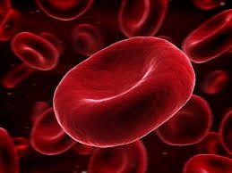 Кръв и кръвотворни органи