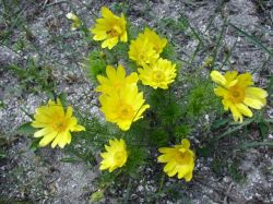 Горицвет стрък - Adonis vernalis L