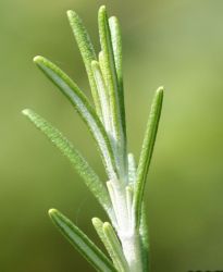 Розмарин (Rosmarini folium) - листа-30 гр.