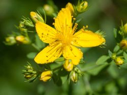 Жълт кантарион (Hypericum perforatum) - стрък - 70 гр.