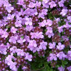 Мащерка (Thymus serpyllum) - стрък 40 гр.