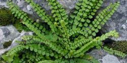 Страшниче стрък - Asplenium trichomanes L.-50 гр.