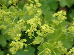 Цариче  /шапиче/  стрък - Alchemilla vulgaris L.-50 гр.