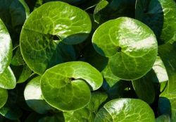 Копитник (Asarum europaeum) - стрък 25 гр 
