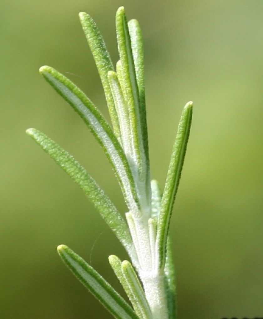 Розмарин (Rosmarini folium) - листа