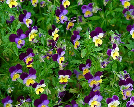трицветна Теменуга стрък - Viola tricolor L.