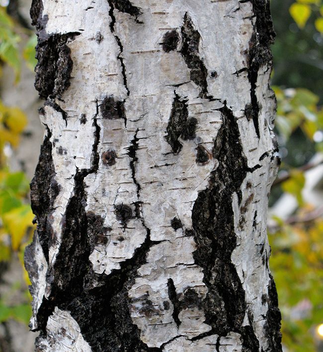 Бяла бреза (Betula pendula) - кори