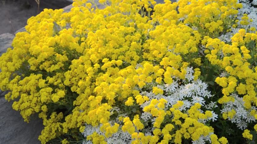 Жълт смил (Helichrysum arenarium) - цвят