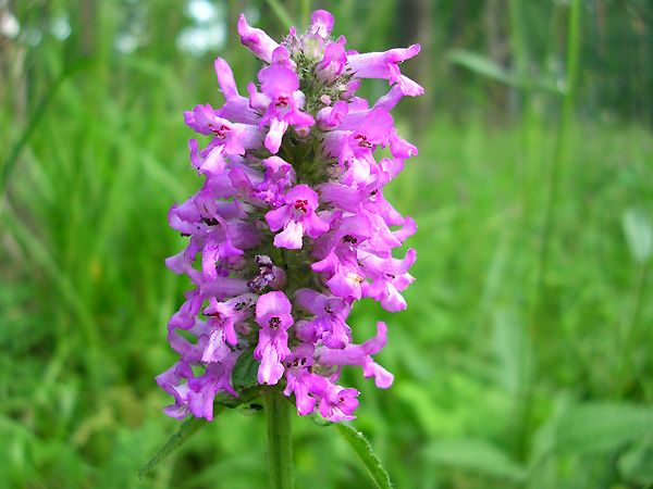 Ранилист (Betonica officinalis) - корен