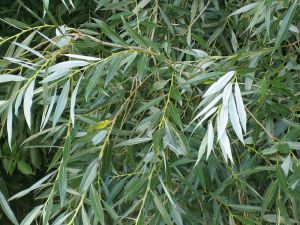 Върба бяла,  кори - Salix Alba 