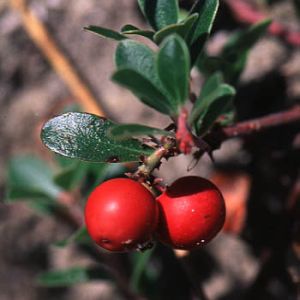 Боровинка Червена- листа / Мечо Грозде- Arctostaphylos uva-urvi (L.) Spleng