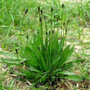 Живовлек теснолист - листа Plantago lancelota L. - 50 гр.