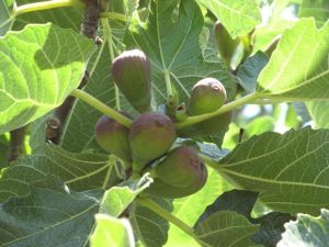 Смокиня листа - Ficus sarica L. - 50 гр.