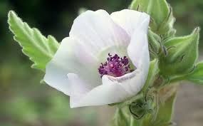 Билкова медицинска ружа (Althaea officinalis) - корени-50 гр.