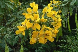 Майчин лист / Сена (Cassia acutifolia Del) - листа-40 гр.