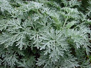 Пелин (Artemisia absinthium L.) - стрък