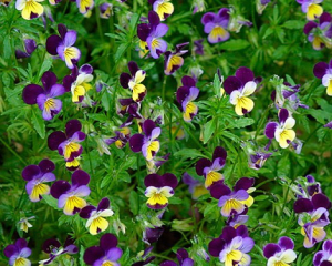 Tрицветна Теменуга стрък - Viola tricolor L.-40 гр.