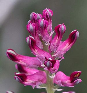 Росопас (Fumaria Officinalis) - стрък