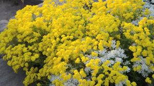 Жълт смил (Helichrysum arenarium) - цвят 25 гр 