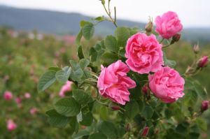 Роза (Rosa) - цвят