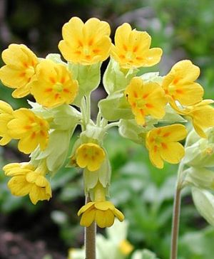 Иглика (Primula officinalis) - корен