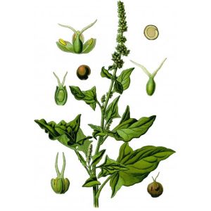 Чувен (Chenopodium bonus-henricus L.) - корен